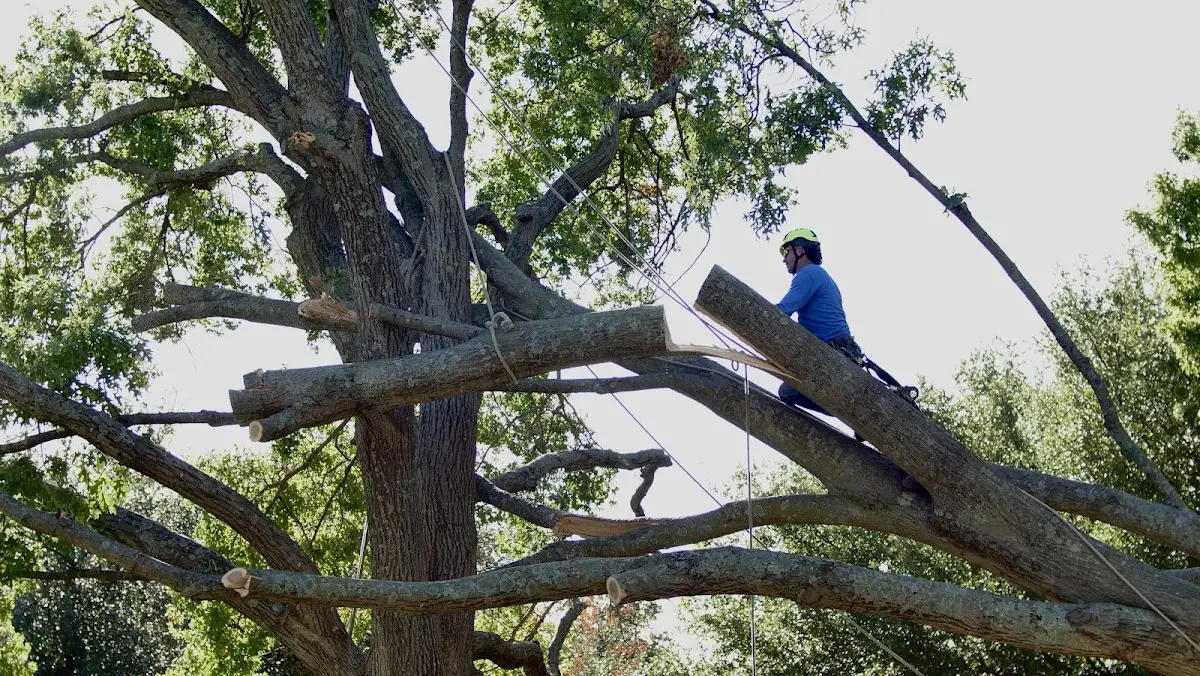 Professional Crown Thinning performed by certified arborists in Gramling