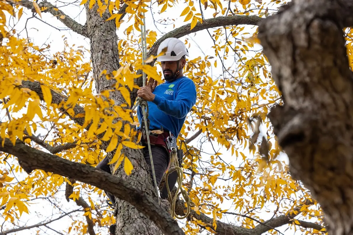 Skilled Tree Trimming crew working in Gramling